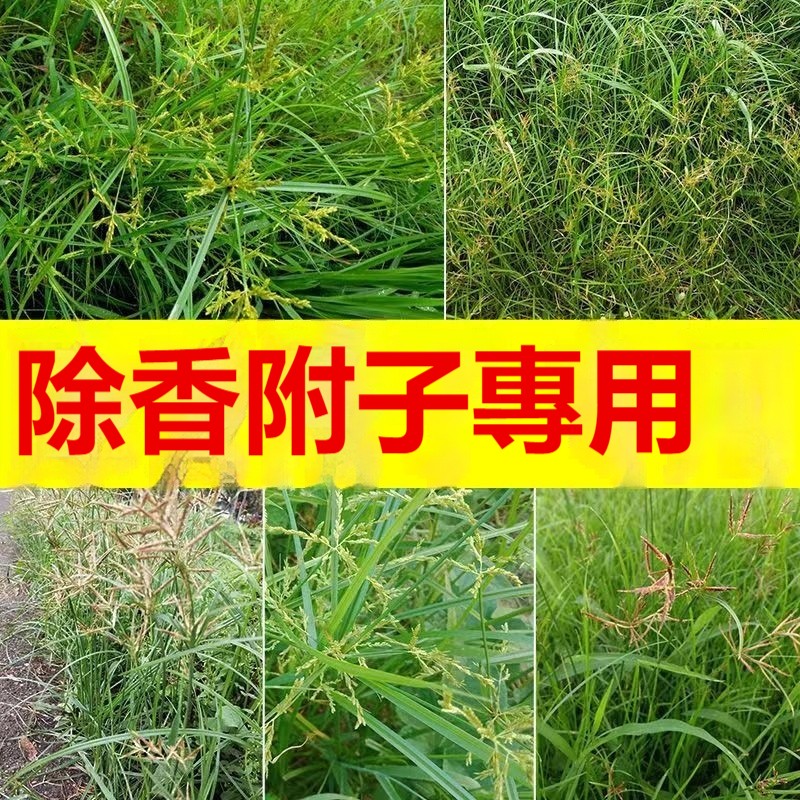 1749050856294034.jpg 2086c7b05c2e3890f45b472f3a3aeaa.jpg